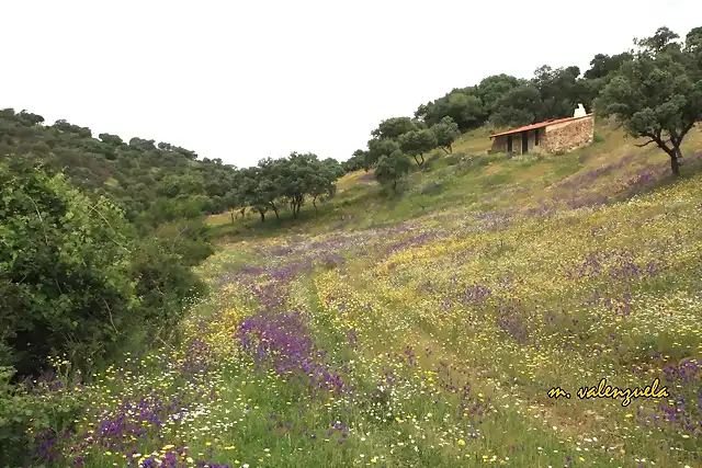 017, cortijo de fate, marca