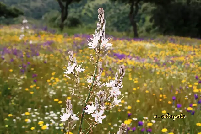 013, igamonito en flor, marca