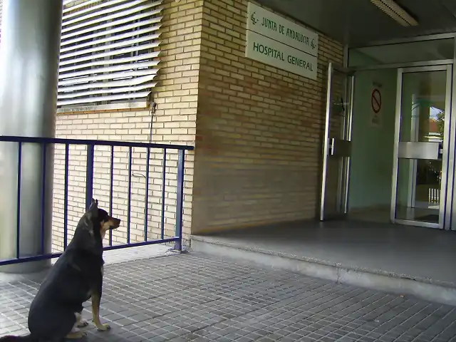 Perro esperando a su amo en puerta del Hospital