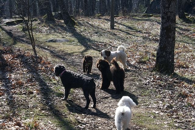 Runa, Greta, Quillo, Noa y Budy