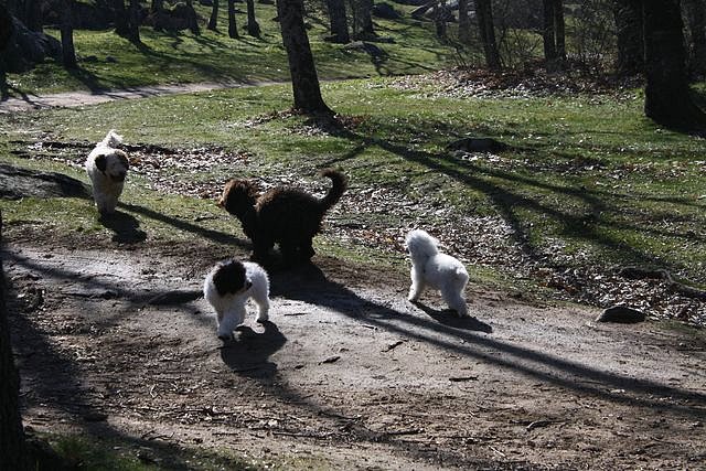 Quillo, Noa, Kenia y Budy