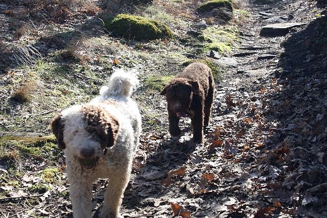 Quillo y Greta