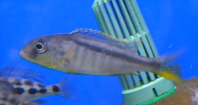 Buccochromis rhoadesii Buccochromis rhoadesii