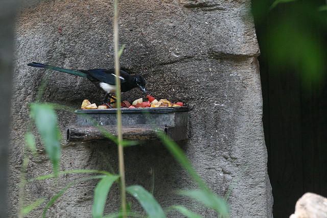 Zoo de Barcelona 08-07-2010 142