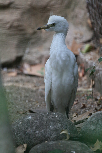 Zoo de Barcelona 08-07-2010 126 Zoo de Barcelona 08-07-2010 126
