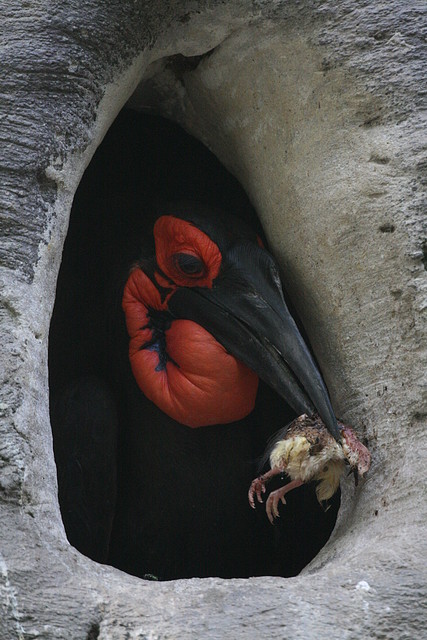Zoo de Barcelona 08-07-2010 116