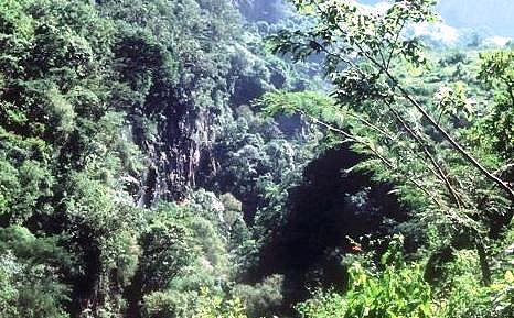 bosques cubanos
