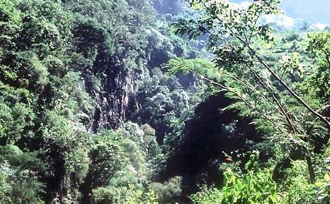 bosques cubanos - copia