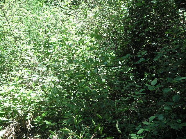 almedijar 097 almedijar 097