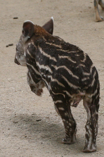 Zoo de Barcelona 03-08-2010 311 Zoo de Barcelona 03-08-2010 311