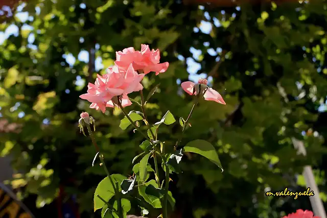 11, rosas en el jardn, marca2