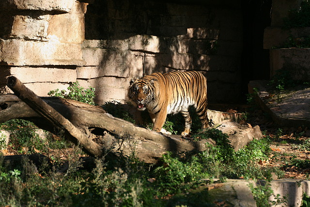Zoo de Barcelona 05-11-10 061 Zoo de Barcelona 05-11-10 061