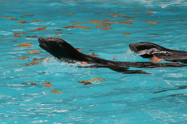 Zoo de Barcelona 07-11-10 534