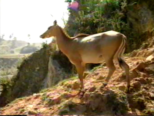 15-Nilgai in African fauna exhibit 15-Nilgai in African fauna exhibit