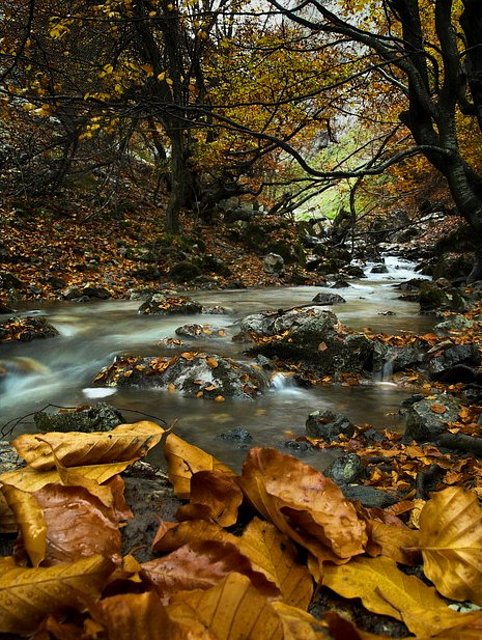 Río en el otoño Río en el otoño