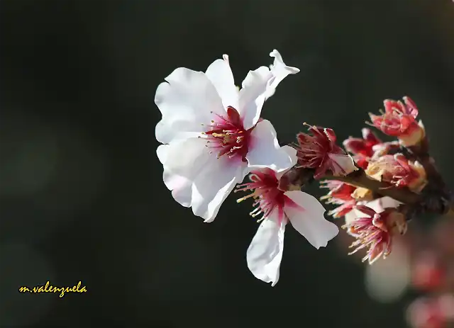 05, almendro en flor1, marca3