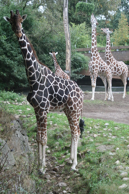 Zoos Duisburg y Krefeld 02-10-09 017