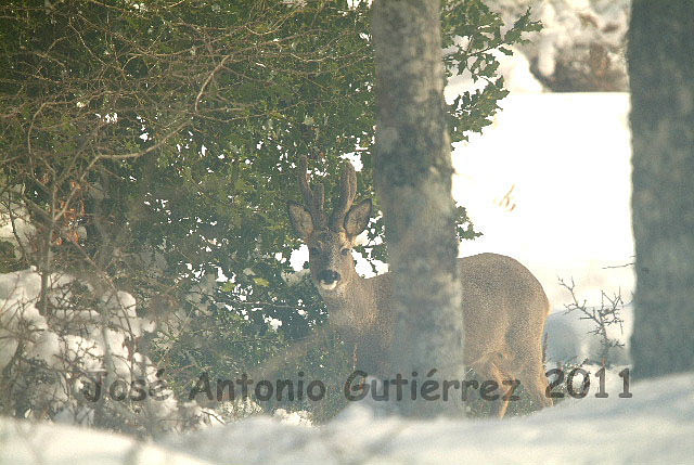 Corzo rumiando acebo