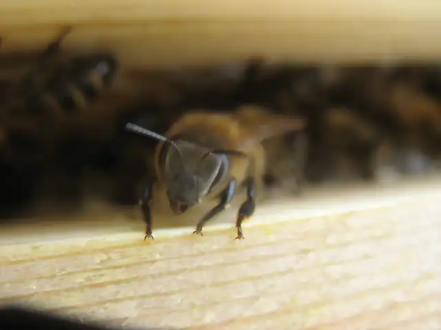 Agosto 2013 abejas (11)