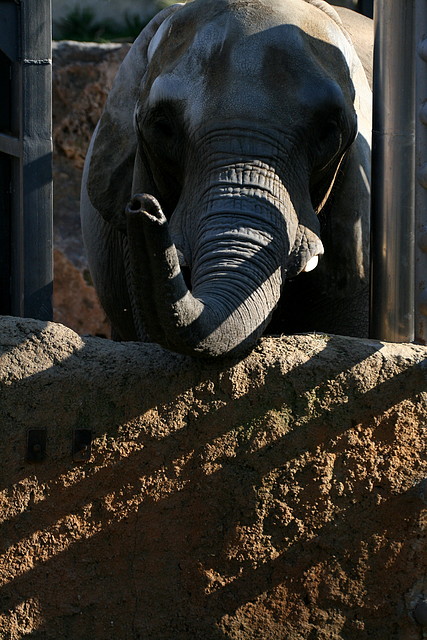 Zoo de Barcelona 23-01-11 127 Zoo de Barcelona 23-01-11 127