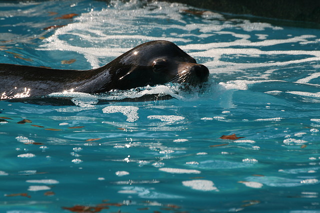 Zoo de Barcelona 23-01-11 948 Zoo de Barcelona 23-01-11 948
