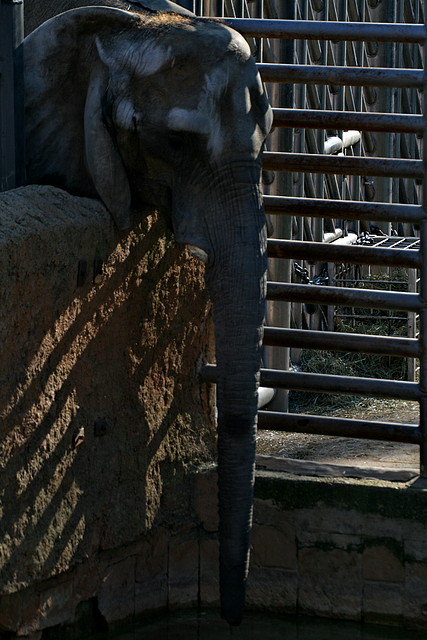 Zoo de Barcelona 23-01-11 119 Zoo de Barcelona 23-01-11 119