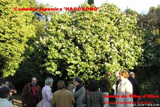 Camellia japonica Hagoromo en Villar d'Allen