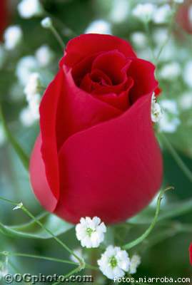 RED RED