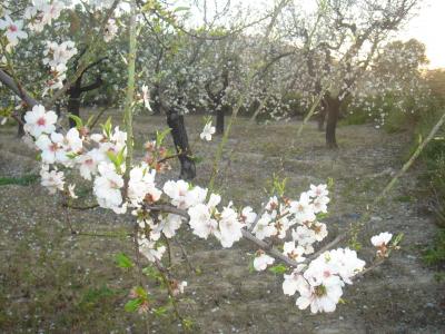 Almendros 2008, Charco, Villajoyosa