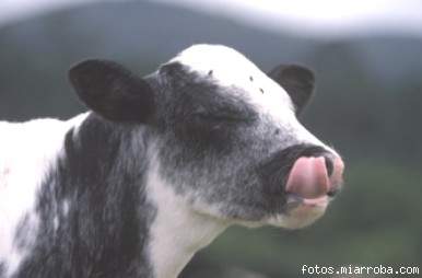 vaca vaca