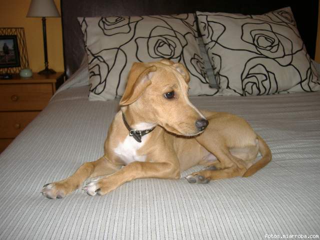 FITO WAPETON!!belleza merezes una wena casa! FITO WAPETON!!belleza merezes una wena casa!