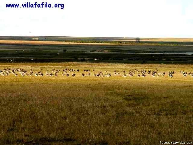 Ansares en la Reserva de Villaffila