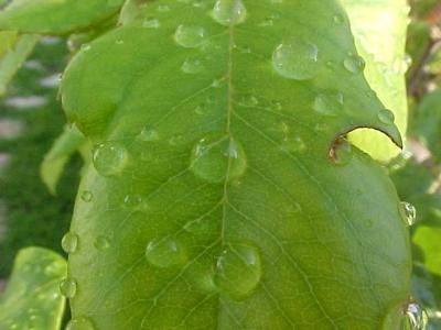 Gotas de roco