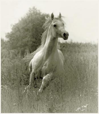 Caballo de mala monta