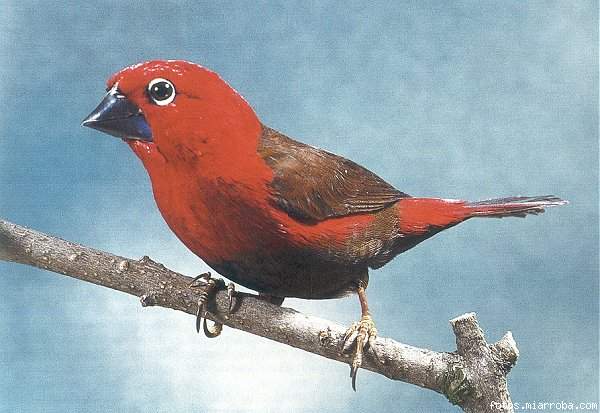 pajaro de ana 2