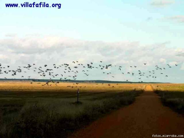 Ansares en la Reserva de Villaffila