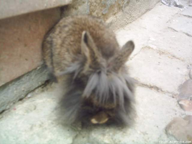 teddy grande wapeton teddy grande wapeton