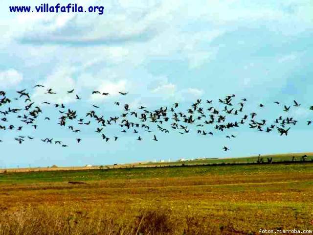 Ansares en la Reserva de Villaffila