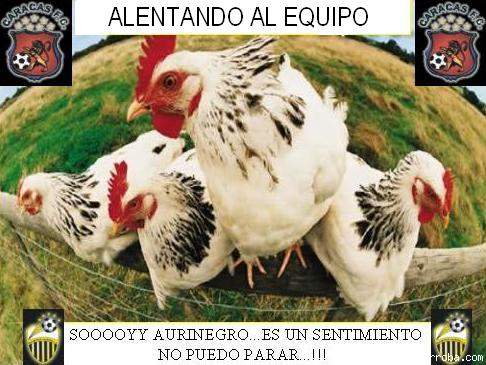 gallinero