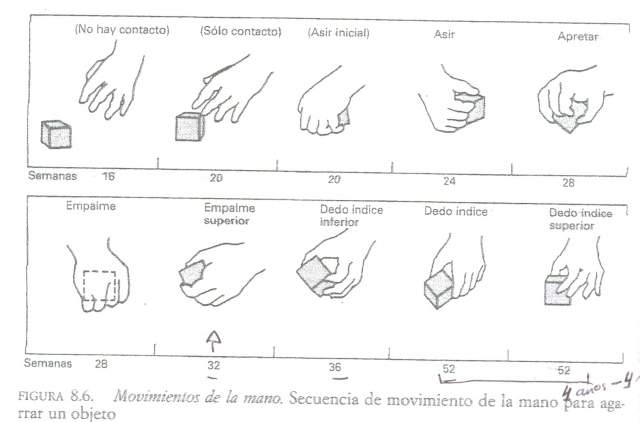 Secuencia de movimientos de la mano para agarrar un objeto