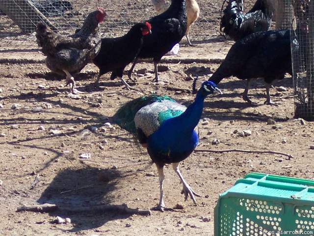 mi pavo real