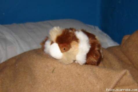 cobi peluche 2