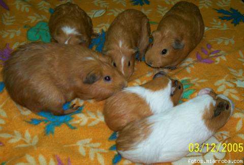 Mi Familia de cobayas antes de los ultimos bebs