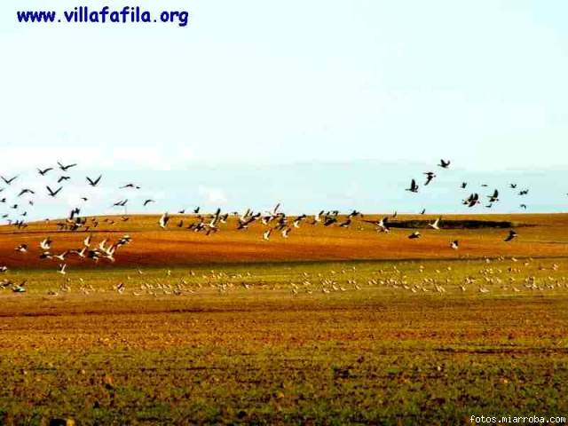 Ansares en la Reserva de Villaffila