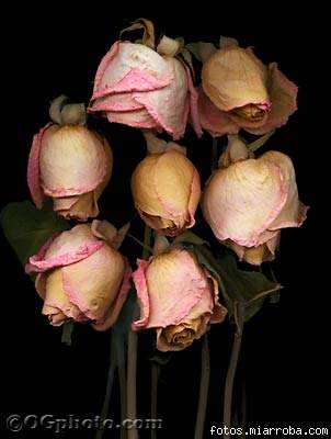 ROSE ROSE