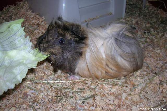 Kiskilla comiendo lechuga