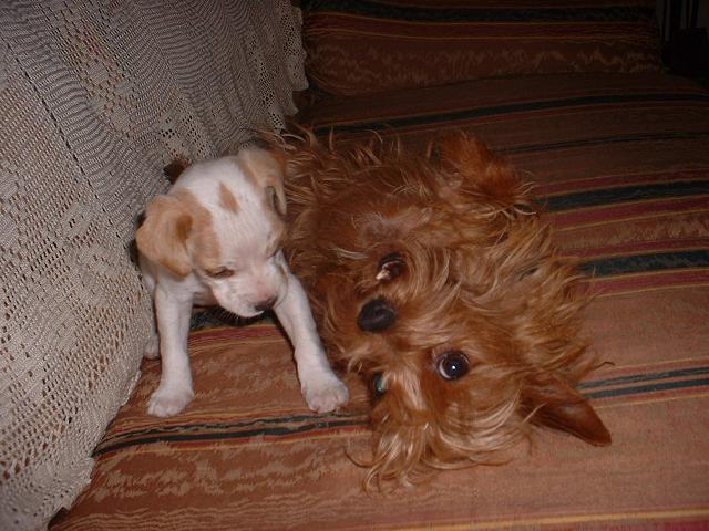 Buffy y Canela jugando en el sofa.