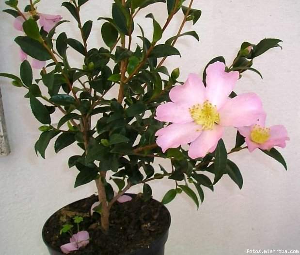 Camellia sasanqua casa 9-9-2005