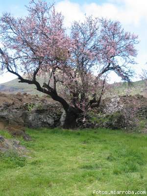 arbolito almendro