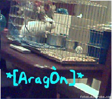 Aragon1